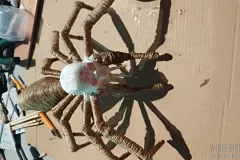 grossmutter-spinne-04