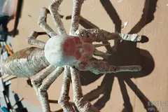 grossmutter-spinne-05